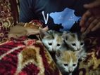 Kittens for kind home
