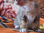 Kittens for Kind Home