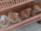 kittens for kind home