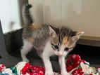 Kittens for Kind Home