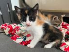 Kittens for Kind Home