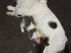 Kittens for Kind Home