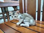 Kittens For Kind Home