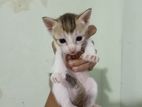 Kittens for Kind Home