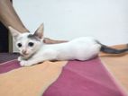 Kittens for Kind Home