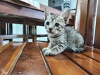 Kittens For Kind Home