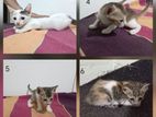 Kittens for Kind Home