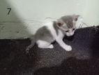 Kittens for Kind Home