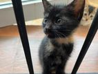 Kittens for Kind Home