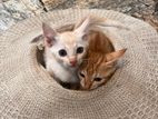 Kittens for Kind Home