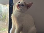 Kittens for Kind Home