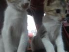 kittens for kind home