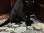 Kittens for Kind Home