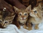 Kittens for kind home