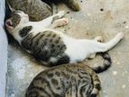 Kittens for Kind Home