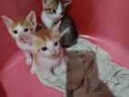 Kittens for Kind Home