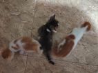 kittens for kind home