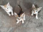 Kittens for Kind Home