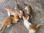 Kittens for Kind Home