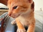 Kittens for Kind Home