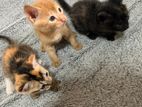 Kittens for kind home