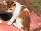 Kittens for Kind Home