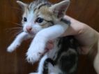 Kittens for kind home