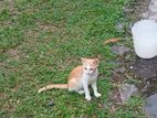 Kittens for Kind Home