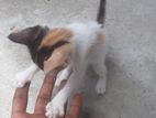 kittens for Kind Home