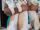 Kitten for Kind Home
