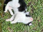 Kittens for Kind Home