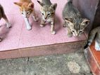 Kittens for kind home