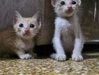 Kittens for kind home
