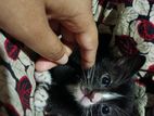 Kittens for Kind Home