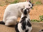 Kittens for Kind Home