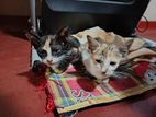 Kittens For Kind Home
