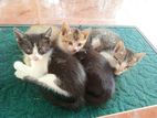 Kittens for Kind Home