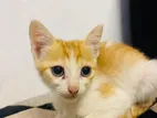 Kittens for Kind Home