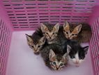 Kittens for Kind Home