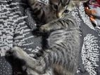 Kittens for Kind Home