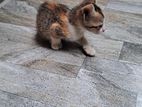 Kittens for Kind Home