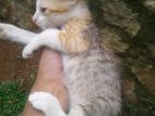 Kittens for Kind Home