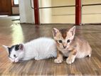Kittens for kind home