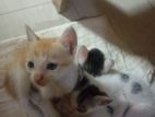 Kittens for Kind Home