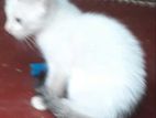 Cat for Kind Home