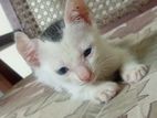 Kittens for Kind Home
