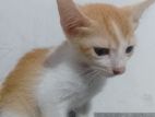 Kitten for Kind Home