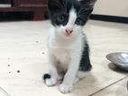 Kittens for kind home (Free)