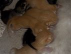 Kittens for Kind Home