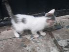 Kittens for Kind Home